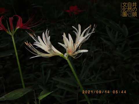 ハンノキとハシバミはすでに開花しています:アレルギー患者への緊急警報 植物