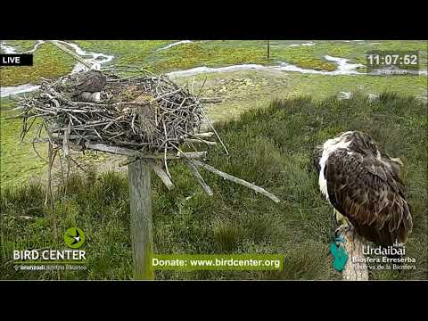 Urdaibai Águila pescadora - Albino Osprey 05.06.2021 11:07 😁