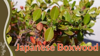 🌳 Growing and Caring Tips JAPANESE BOXWOOD! (Buxus microphylla) 🌳