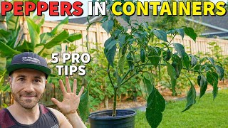 Grow The BEST Peppers In Containers In 5 Easy Steps