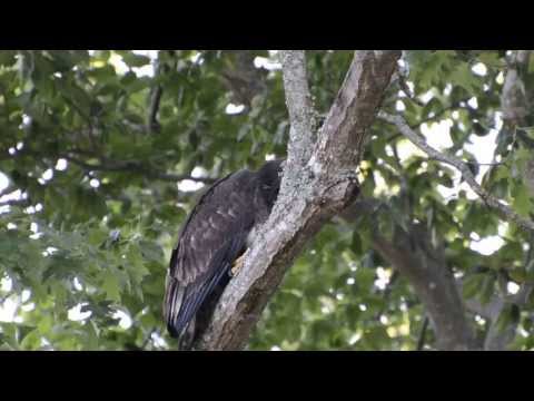 DRISANA TAKES HER FIRST FLIGHT AND LANDS NEAR MY CABIN