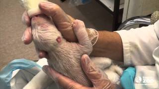 Toronto Zoo polar bear cub newborn