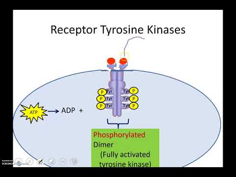 Receptor Tyrosine Kinases (Newer Version)