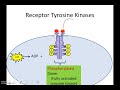 Receptor Tyrosine Kinases (Newer Version)