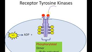 Receptor Tyrosine Kinases (Newer Version)