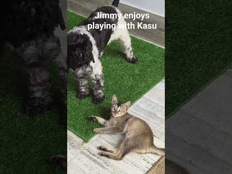 Jimmy enjoys playing with Kasu