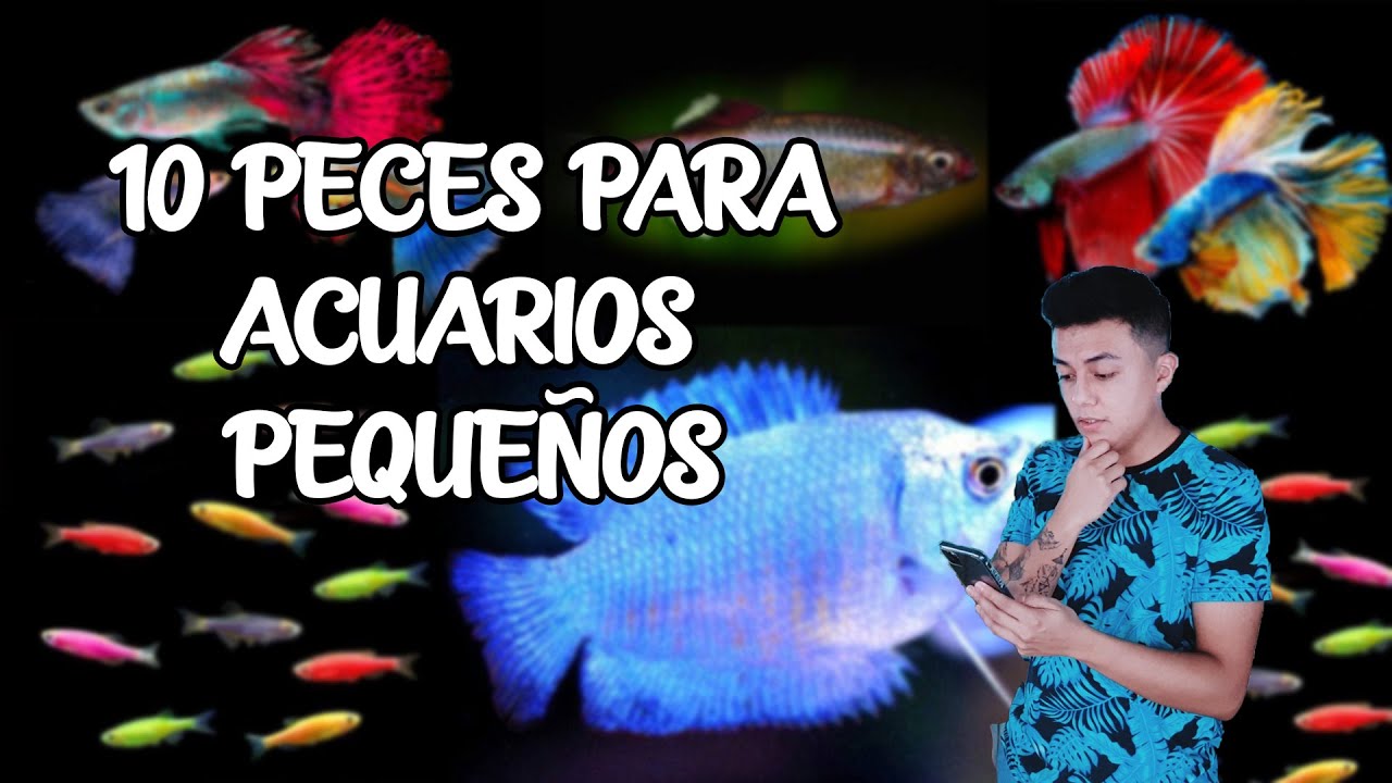 Watch Top 10 PECES PARA ACUARIOS PEQUEÑOS 🐠 | Entre 20 y 60 litros | AcuariosLP Now Top 10 PECES PARA ACUARIOS PEQUEÑOS 🐠 | Entre 20 y 60 litros | AcuariosLP