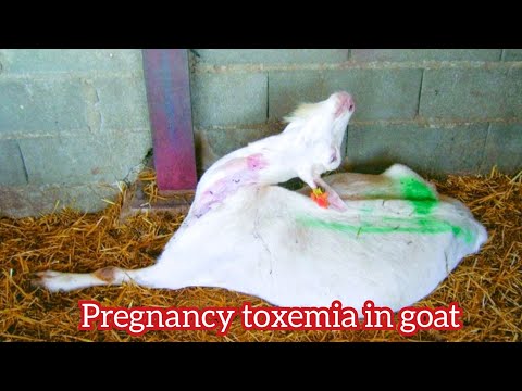 Metabolic Toxemia in Goat
