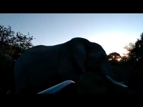 Close Encounter with a Huge Elephant at South Africa