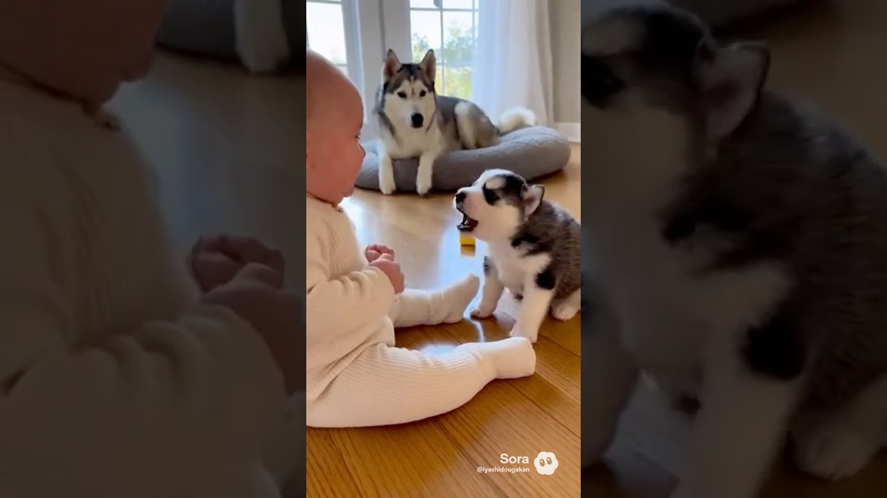 So Emotional🥲 The Kindness of a Husky Mom 🐺💕（感動！ハスキーママの優しさ🥲）