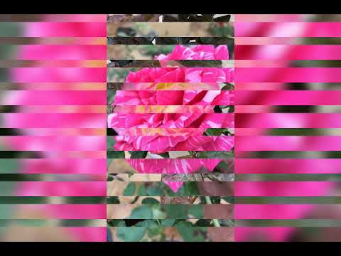 good morning with pink rose...😘