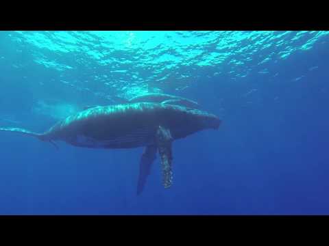 pourquoi la baleine crache-t-elle de l'eau