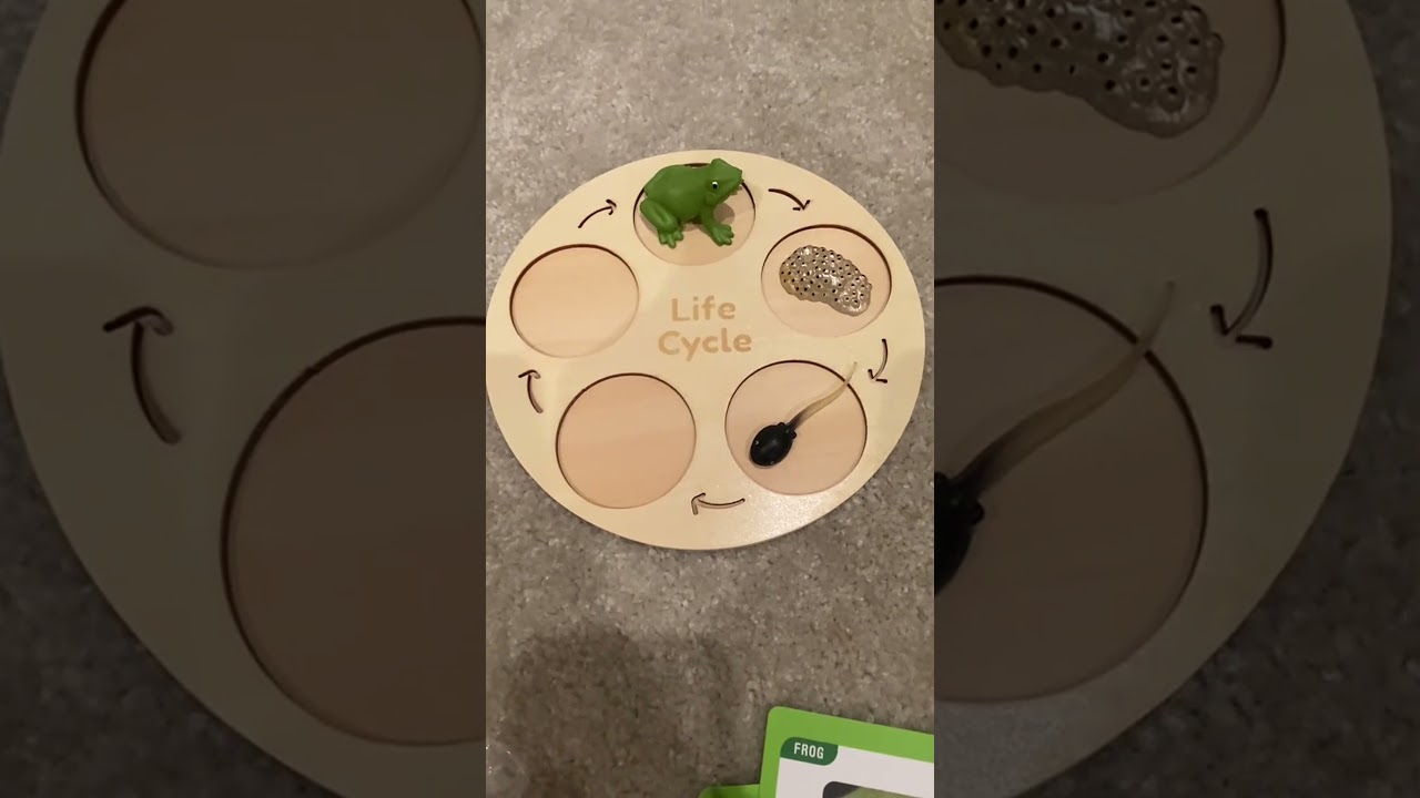 Life Cycle Learning Set for Kids! #educationaltoys #forkids