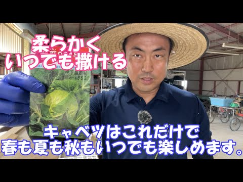 カレンダー キャベツをいつ植えるか、どの品種を、どの時期に植えるか