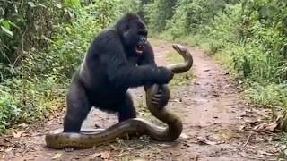 ANIMAIS CORAJOSOS VS. PREDADORES FLAGRADOS PELAS CAMERAS