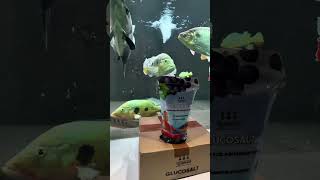 IKAN PREDATOR MANDI GARAM⁉️ #aquarium #ikan #fish #fishtank
