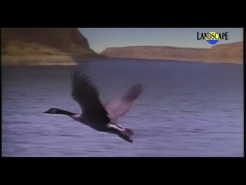 Jerry Goodman - On the Future of Aviation