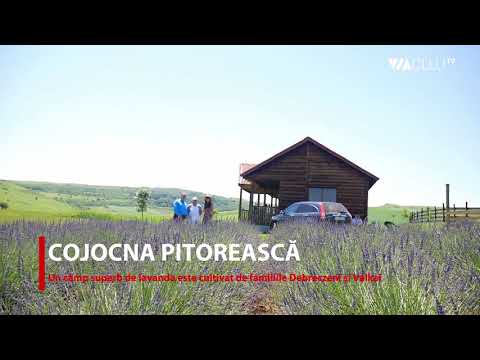 Câmpul ”secret” de lavandă din Cojocna