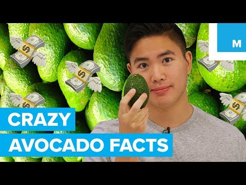 9 Mind-Blowing Facts About the Avocado - Sharp Science