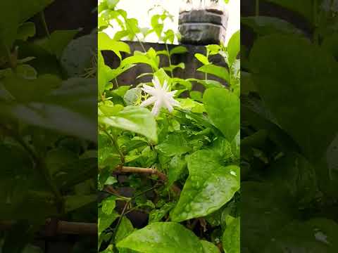 #flowers🌹🌹🌹🌹