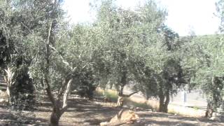 preview picture of video 'Olive trees garden near the village of Mary Magdalene, Migdal, Sea of ​​Galilee, Galilee, Israel'