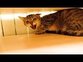 Cats Reaction To Opening The Door