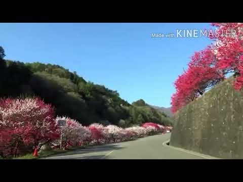 Main duniya teri chhod chala remix 4k video ((( jhankar ))) beats song G.M. JHANKAR