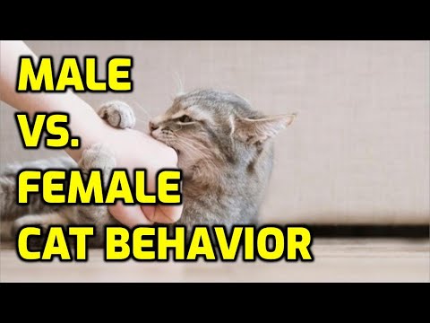 Are Male Or Female Cats Friendlier? - YouTube