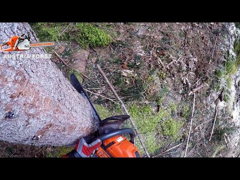 Gefährliche Baum Fällungen bei einer Hochspanungsleitung