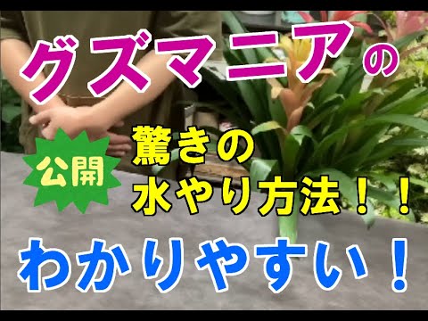 園芸 グズマニア