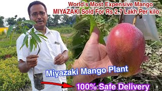 Miyazaki Mango Plant| World