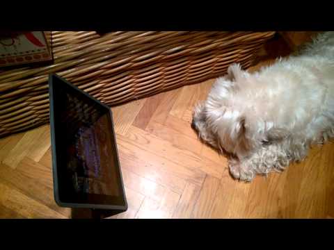 Dog Westie watching Nabucco Opera