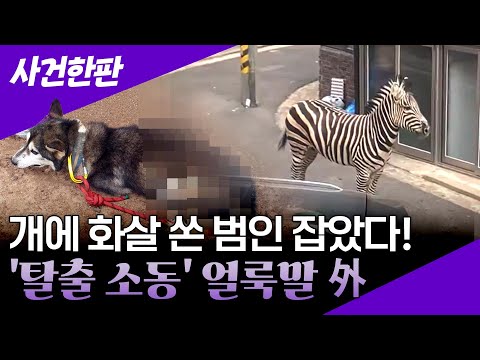 [사건한판] 떠돌이 개에 화살 쏜 40대 7개월 만에 검거 外 / 연합뉴스TV (YonhapnewsTV)