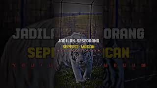 Download lagu Story WA keren Macan🔥@EmRuudstory #storywa #motivation #animals #quotes #katakatabijak #shorts mp3