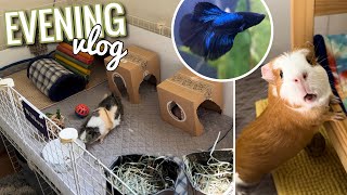 Evening Vlog || taking care of 7 animals