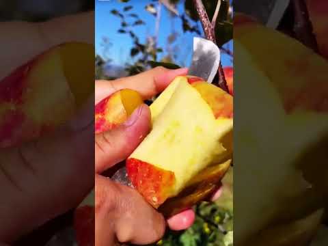 Delicious red apple cutting - Farm fresh fruit cutting
