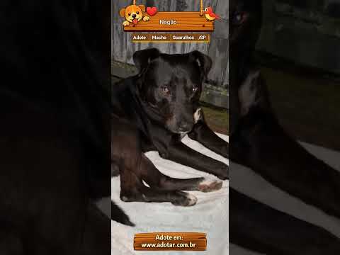 Vídeo de Negão