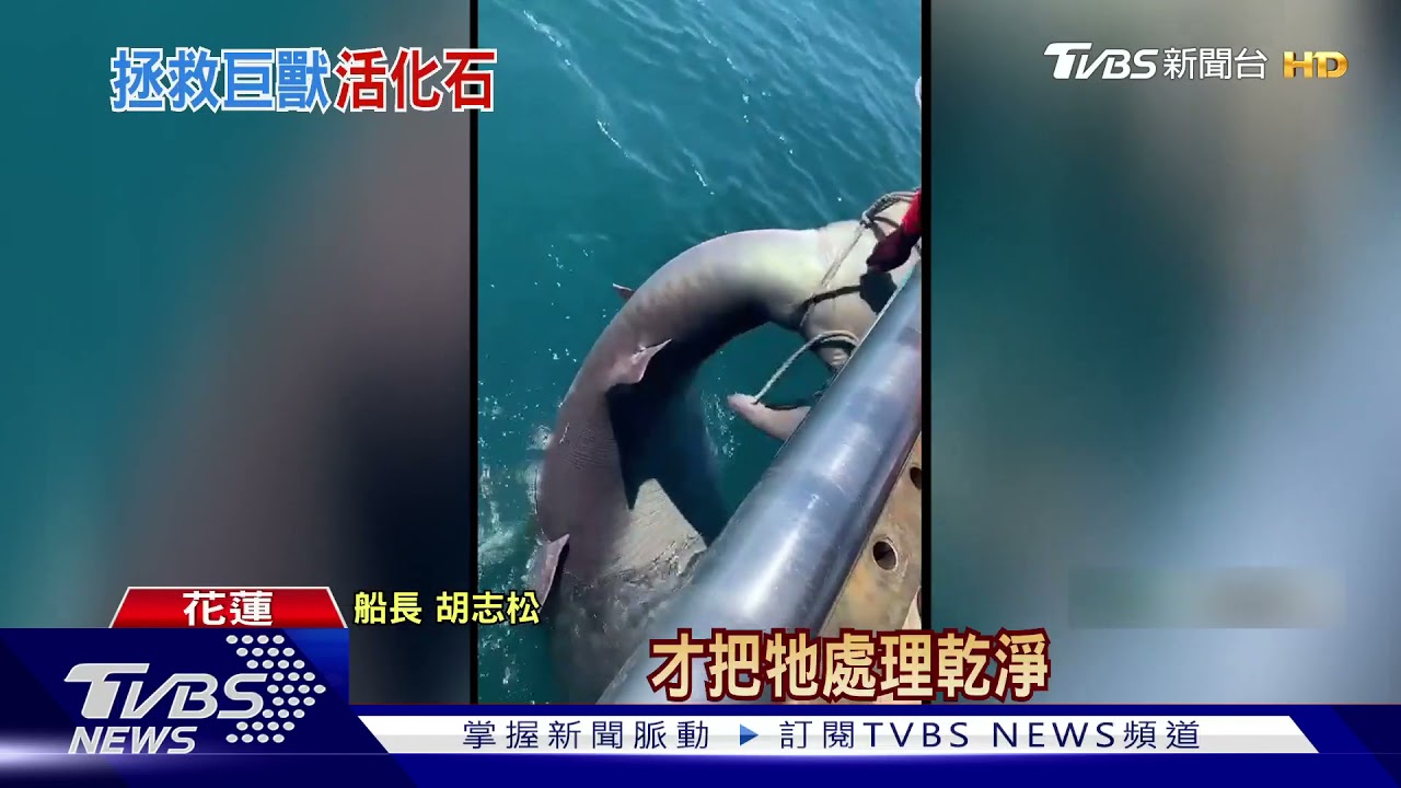 誤捕活化石!巨口鯊闖漁網 船長斷繩救援