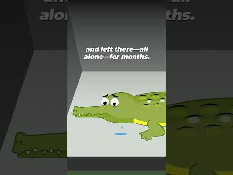 Where Does A Crocodile Bag Come From?