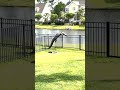 Alligator Caught Struggling to Climb Over Fence