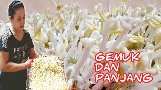 Download lagu My way of making bean sprouts without watering || easy and practical tips for making bean sprouts... mp3