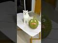 The Evil Durian Was Chasing Me ‍ Cat Cats