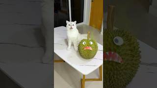 The evil durian was chasing me😵‍💫 #cat #cats