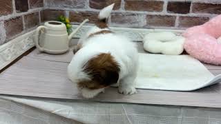 シーズーの動画01