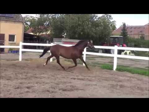 Staatsprämienstute von Damon Hill - Quaterback