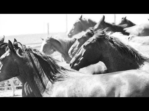 BOTE Presents // Sage to Saddle