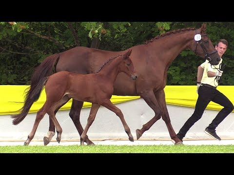 88 SF von Fürsten-Look   Dream of Heidelberg