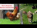 Low Stimulation Farm Animals For Babies Toddlers Learn Animal Names Sounds