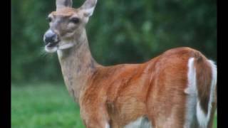 Fred Eaglesmith - "The Rains"