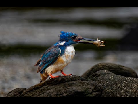 Half Collared King Fisher Garden Route Birding